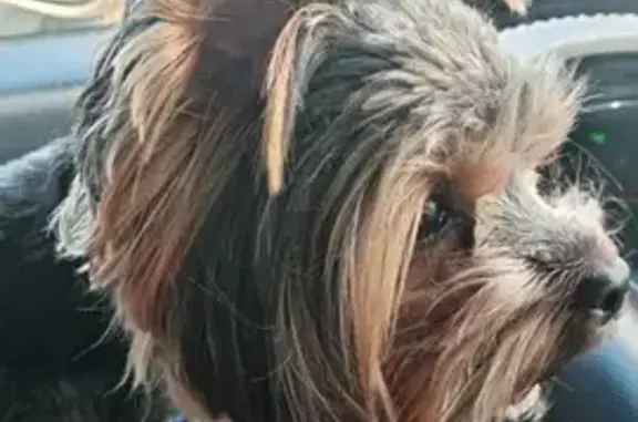 Найдена собака, , фото: Найден йоркшир в Уфе, 8-XXX-XXX-XX-XX