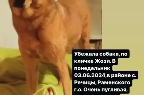 Пропала собака, Московская обл.