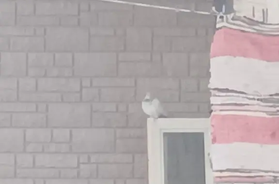 Объявления о пропавших и найденных животных, Киржач, фото: Голубь с мохнатыми лапками на Первомайской, 15