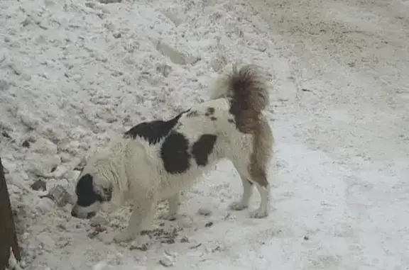 Пропала собака, ул. Карельская, Иваново