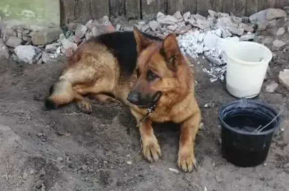 Найдена собака: Оренбургский тракт, 138