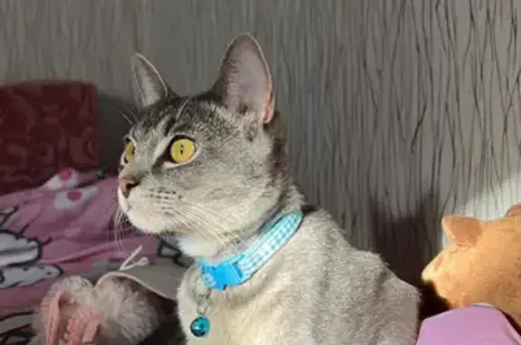 Пропал кот Луффи: наб. Грибоедова, 106