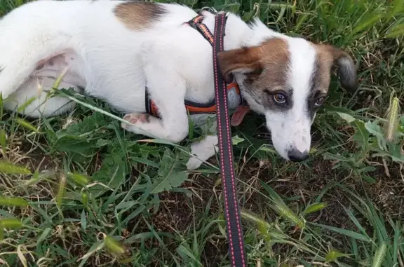 Пропала собака у М4-Дон, 487 км
