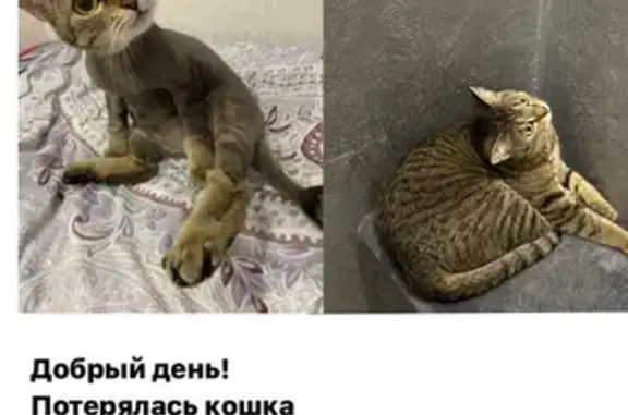 Пропала кошка, Вишневая ул., Новосибирск