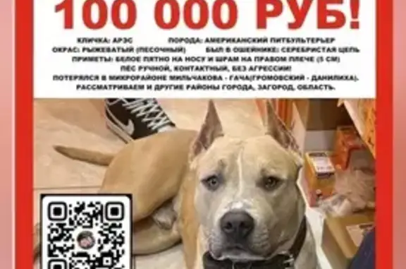 Пропала собака! ул. Ленина, Пермь