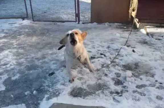 Пропала собака в Долбенках