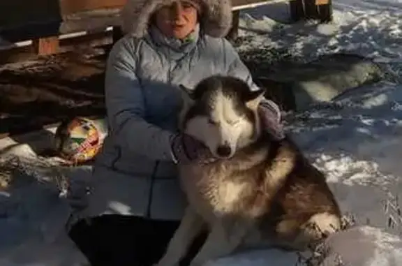 Собаки потеряшки, Карабиха, фото: Потеряшка слепой хаски, ул. Свободы