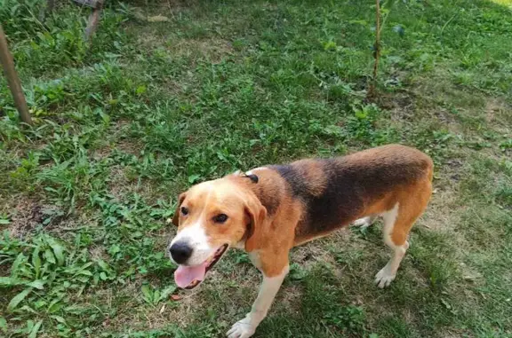 Найдена собака в Сосновке, Тамбовка