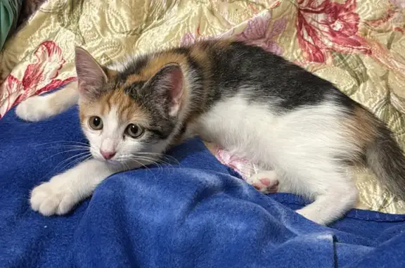 Кошки потеряшки, Зеленодольск, фото: Потеряшка кошка: ул. Комарова, 29А