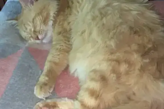 Кошки потеряшки, Ижевск, фото: Потеряшка рыжий кот, СНТ Авиатор, Ижевск