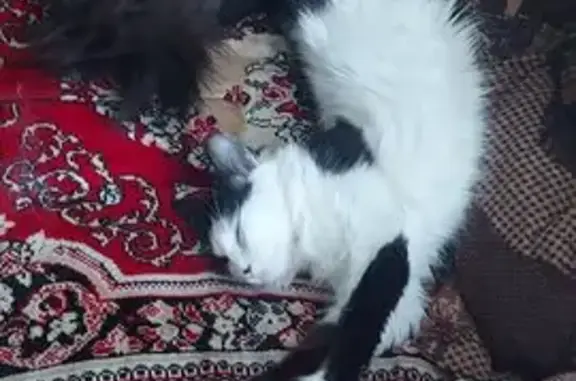 Пропала кошка: Комсомольская, 10
