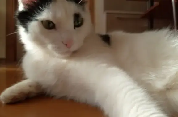 Кошки потеряшки, Завьяловский район, фото: Потеряшка кот Тимоша, Удмуртия