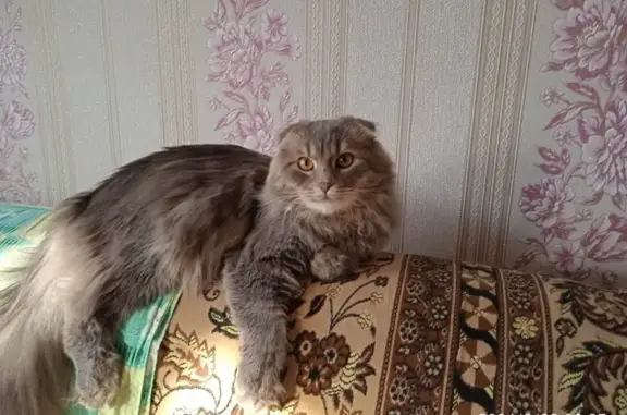 Пропал кот: пл. Маяковского, Калуга