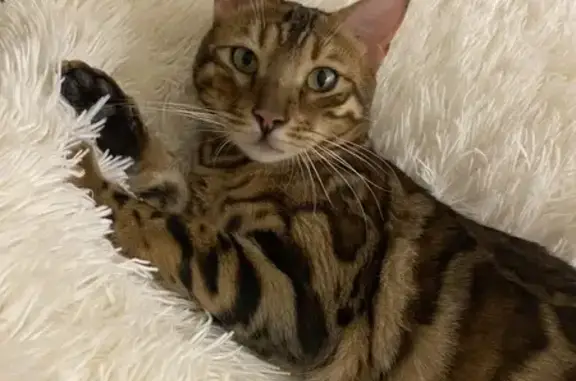 Потерянные животные Паклино, фото: Пропал кот Шериф, Олимпийская 11