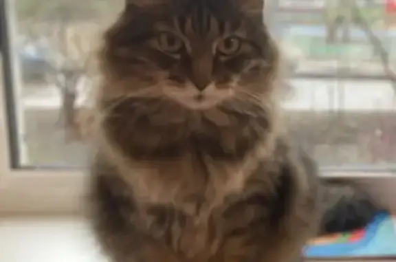 Кошки потеряшки, Санкт-Петербург, фото: Потеряшка кошка: Здоровцева, 31 к2