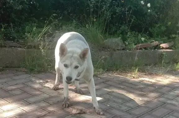 Найдена собака, Михайловский, Тула