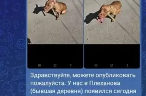 Найдена собака, ул. Секисова, 1А