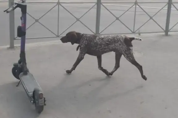 Найдена собака: Ангарская 122А, Волгоград