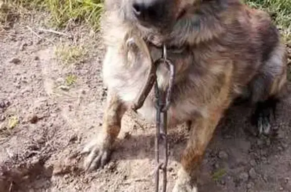 Пропала собака: Севастопольский, 56
