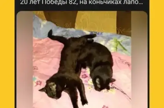 Пропала черная кошка, Карабаш