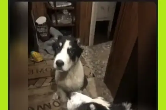 Найден щенок алабая в Истье