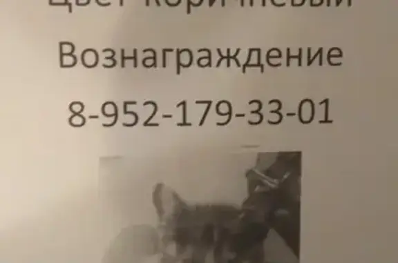 Пропала кошка ул.Каспийская, Томск