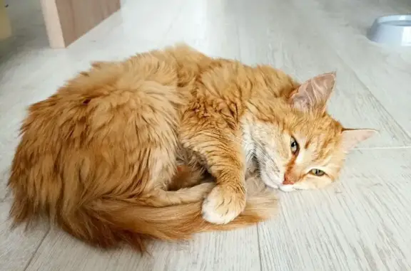 Найдена кошка: Лихачёвское, 4