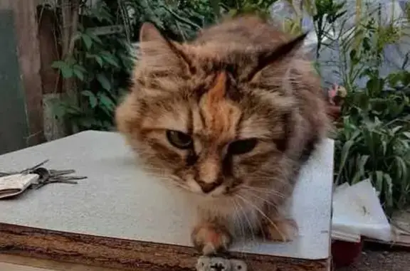 Найдена кошка: Курортная ул., Саки