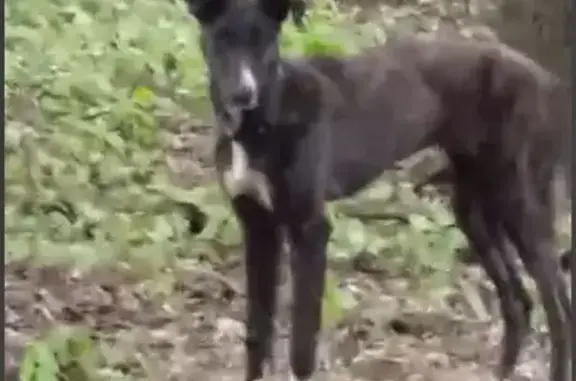 Найдена собака на Дмитровском шоссе