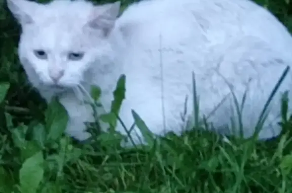 Белый кот потерялся: Зеленая ул., 21