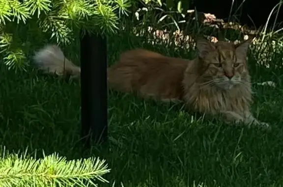 Найдена кошка, Яменское, фото: Найдена рыжая Мейн-Кун, Яменское