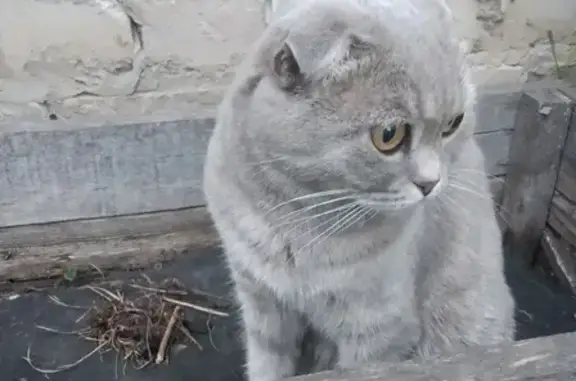 Найдена британская кошка, ул. Чичканова, 127