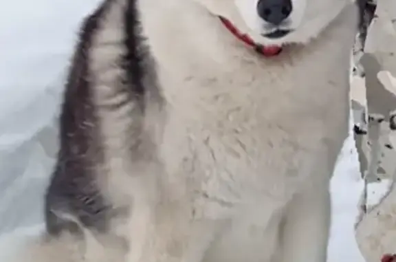 Собаки потеряшки, Красносвободное, фото: Потеряшка хаски на Дорожной ул.