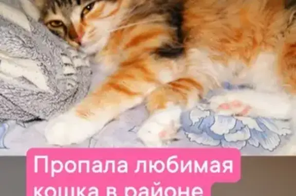 Пропала кошка Муся, Шишкова 101