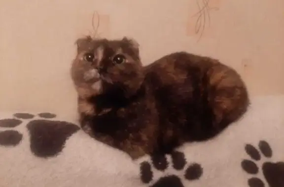 Кошки потеряшки, Рязань, фото: Потеряшка кошка Маря, ул. Костычева