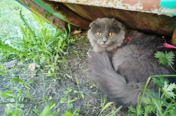Пропала кошка в Омске!