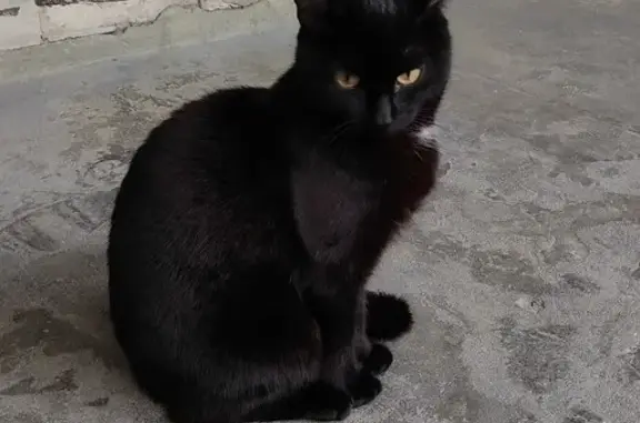 Кошки потеряшки, Ульяновск, фото: Потеряшка кот: Верхняя пл., 1