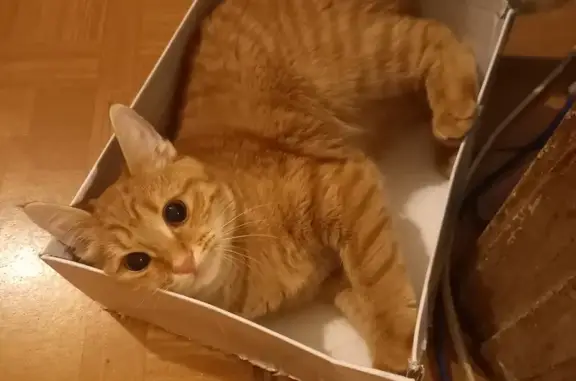 Кошки потеряшки, Санкт-Петербург, фото: Потеряшка рыжая кошка, 10-я Сов. ул., 19