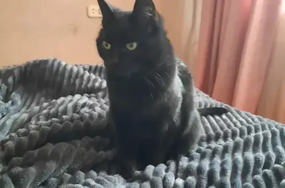 Кошки потеряшки, Ижевск, фото: Потеряшка кошка, ул. 30 лет Победы, 15А