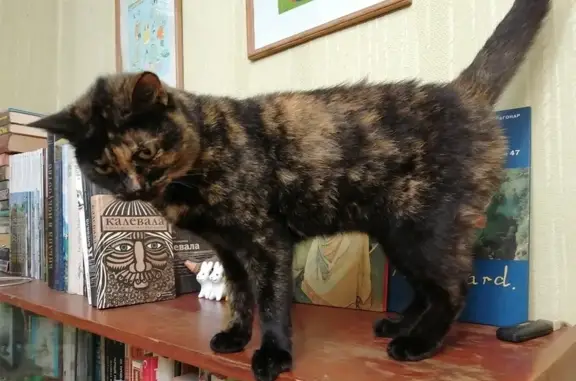 Кошки потеряшки, Армавир, фото: Потеряшка кошка: Ореховая ул., 251