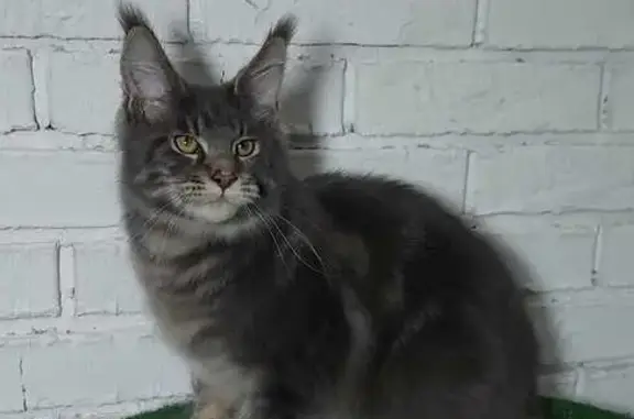 Кошки потеряшки, Киржач, фото: Потеряшка Мейн-кун: Советская ул., 10