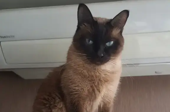 Кошки потеряшки, Киржач, фото: Потеряшка кот, Калинина 46, Киржач