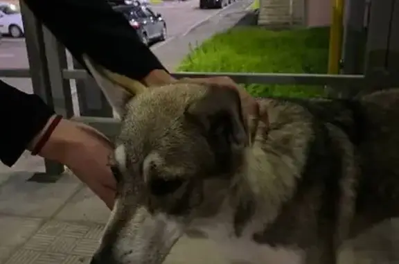 Найдена собака на Архангельской 10б