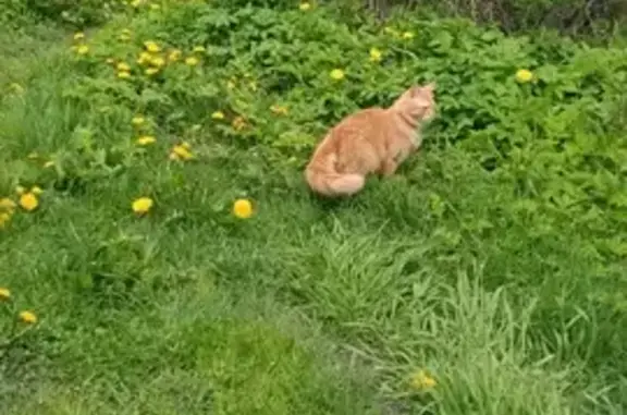 Кошки потеряшки, Сафоново, фото: Потеряшка рыжий кот: ул.Городская, 44