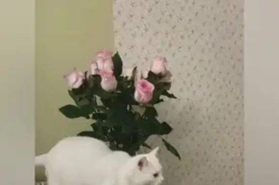 Объявления о пропавших и найденных животных, Подмошье, фото: Пропала белая кошка: Подмошье, 30