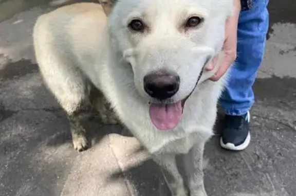 Собака найдена: метро Новогиреево