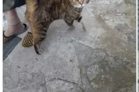 Найден кот: Средний Проезд, 23