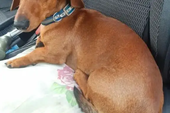 Найдена собака, Денежниково, фото: Найдена такса, 61Н-482 Денежниково