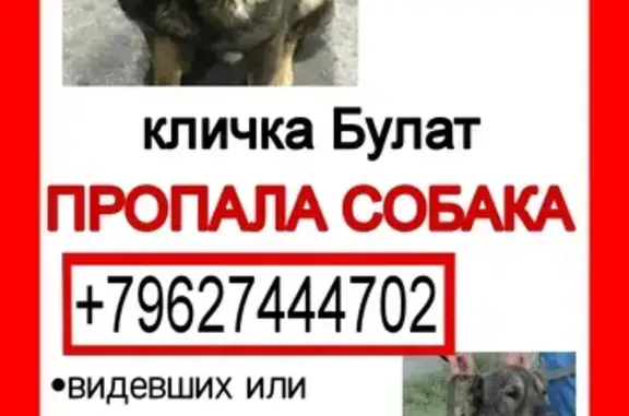 Пропала собака: Ставропольская, Владикавказ