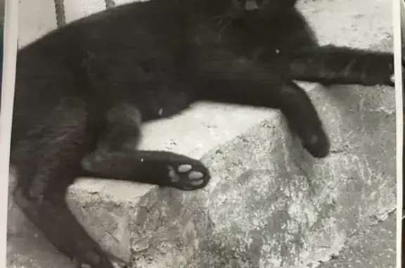 Пропала кошка Боня в Восточном, Мск